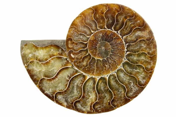 Cut & Polished Ammonite Fossil (Half) - Madagascar #345619
